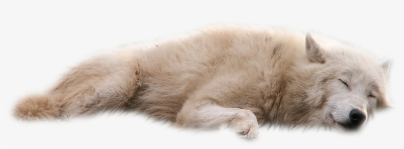 Wolf Png - Wolf Transparent Background, transparent png download