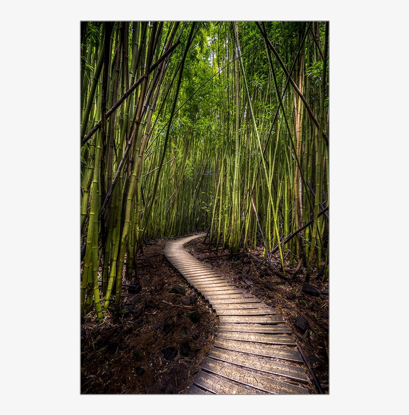 Bamboo Forest Png - Bamboo Forest, transparent png download