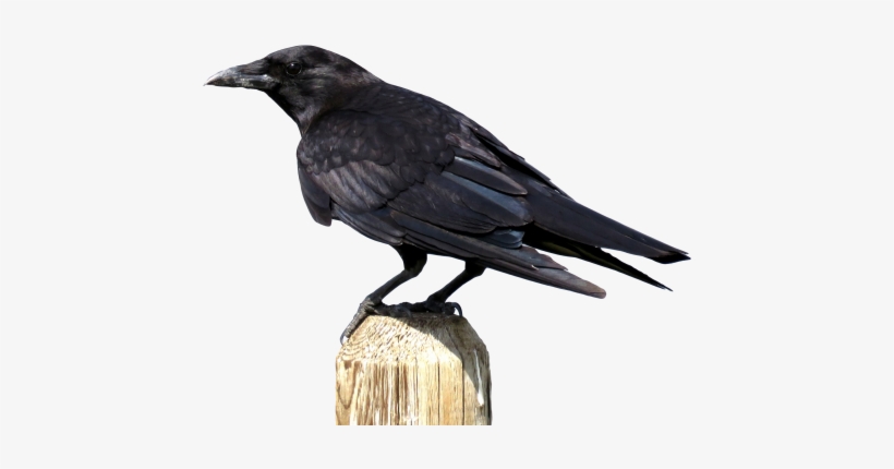 Crow Png Transparent Image - Crow Png, transparent png download