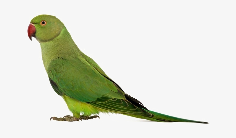 Green Parrot Png Transparent Image - Ringneck Parakeets: Ringneck Parakeets Facts &, transparent png download