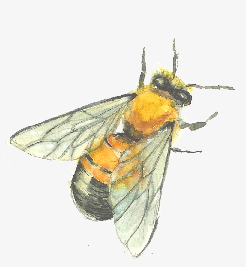 Bee Drawing Watercolor - Net-winged Insects, transparent png download