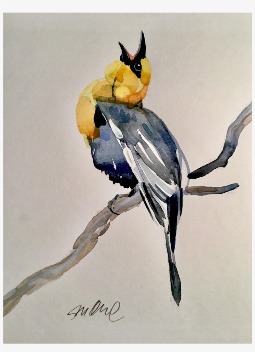 Clipart Freeuse Library Blackbird Drawing Watercolor - Macaw, transparent png download