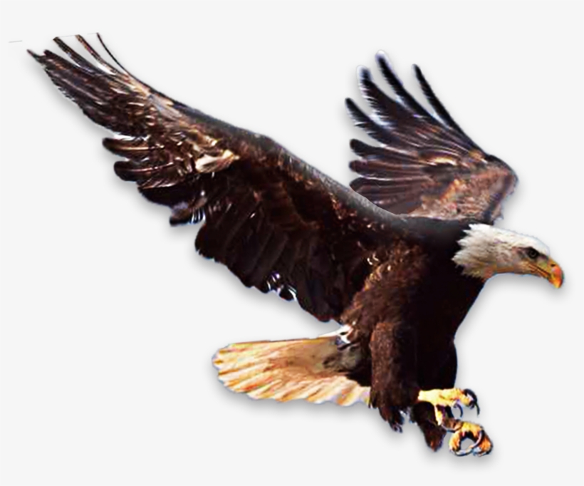 Png Images - Eagle - Principles Of Faith [book], transparent png download