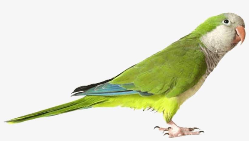 Green Parrot Png Image - Png Parrot, transparent png download