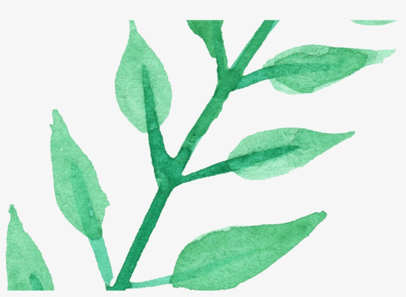 15 Watercolor Plant Png For Free Download On Mbtskoudsalg - Transparent Watercolor Plant Png, transparent png download