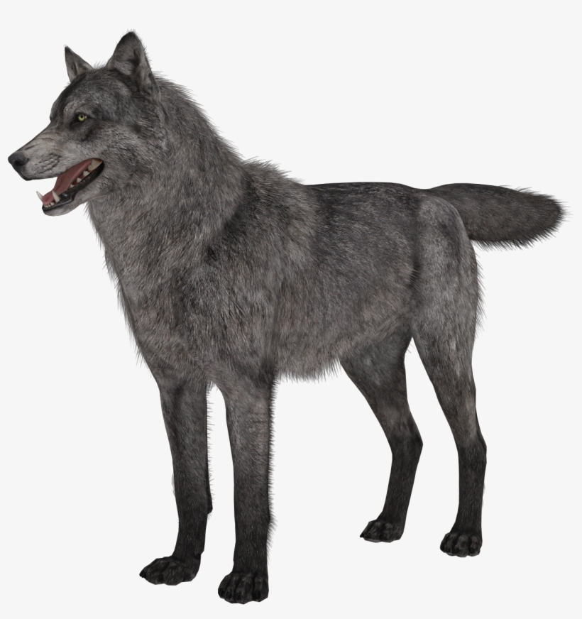 Transparent Wolf, transparent png download
