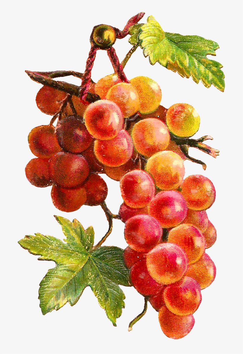 Fruit Clipart Watercolor - Leaf Decoupage Transparent, transparent png download