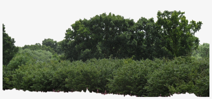 Png Image Mart - Bushes Png, transparent png download