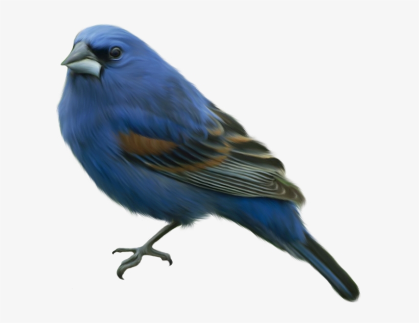 Bluebird Clipart Transparent - Canary Bird, transparent png download