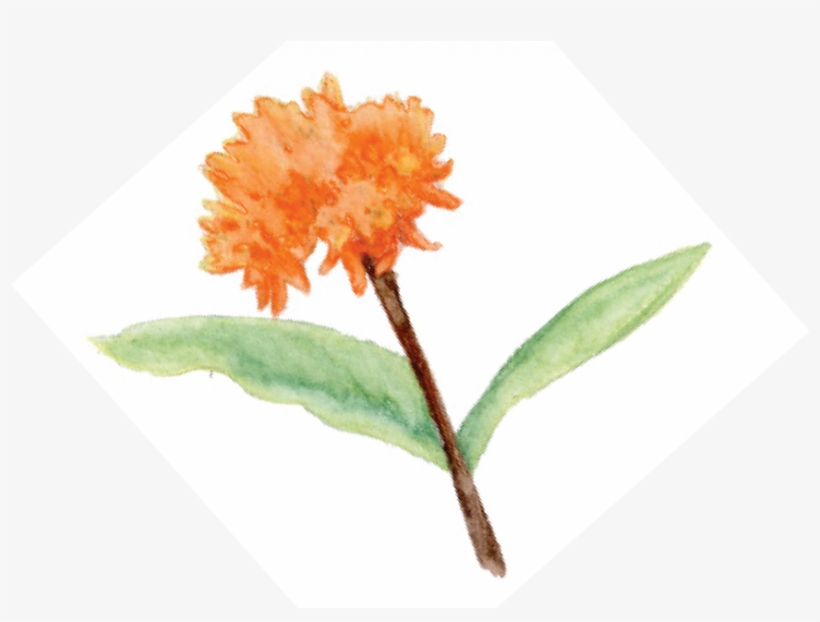 Bird, Tree & Garden Club Kicks Off Season With Focus - Peony, transparent png download