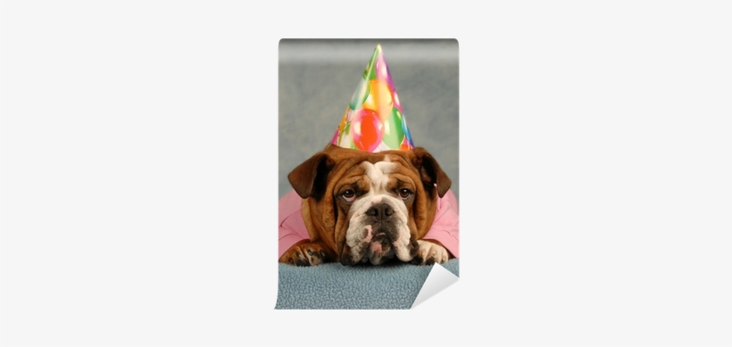 English Bulldog Dressed Up Pink Sweater And Birthday - Bulldog, transparent png download