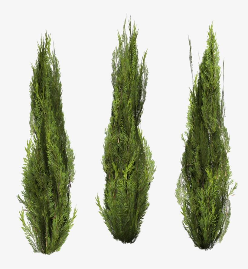Free Png Bush Png Images Transparent - Png Bush, transparent png download