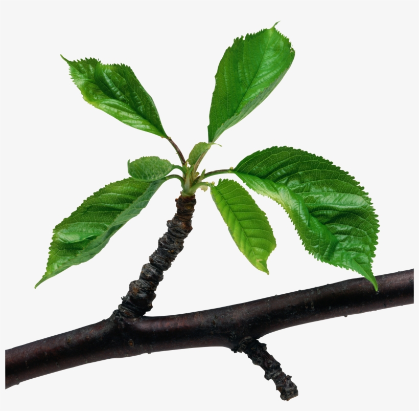 Plant Branch With Leaves, transparent png download