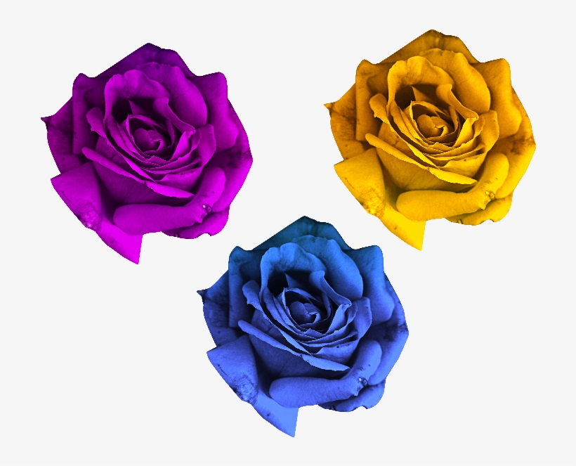 Rose Flowers Png Free - Rose Flower Png, transparent png download