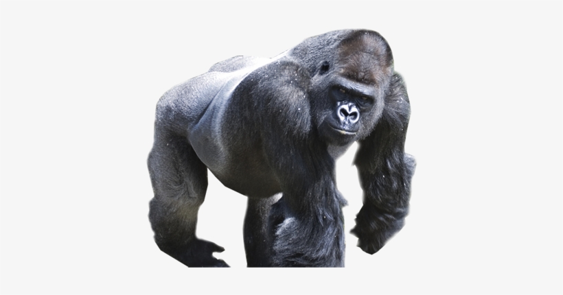 Gorilla Png, transparent png download