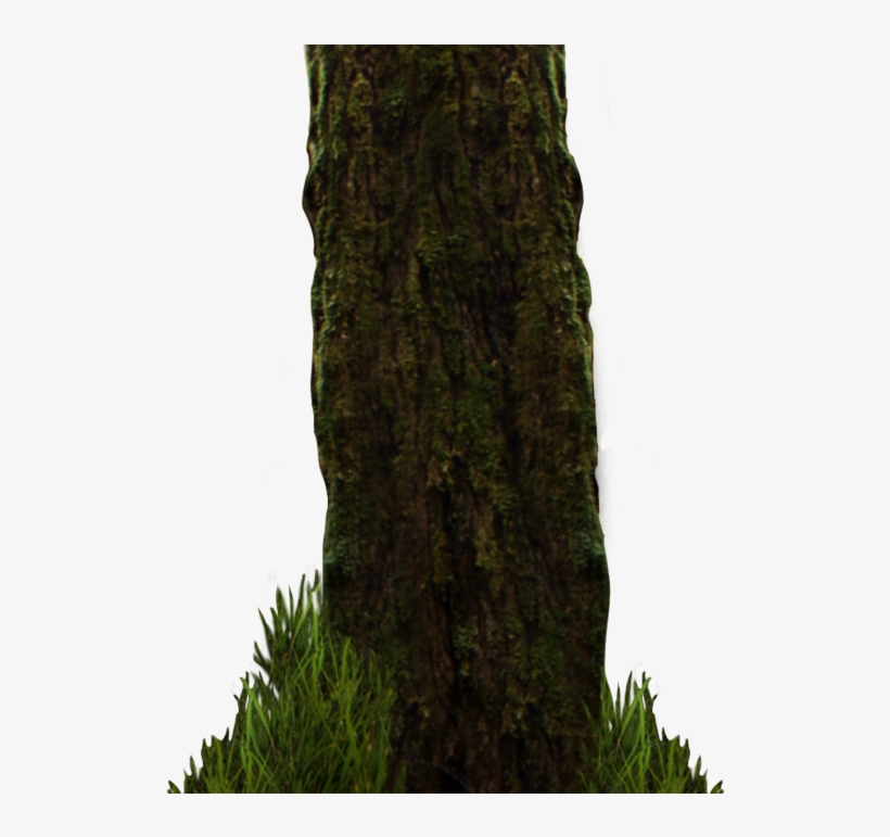 Forest Plants Png - Fountain Grass, transparent png download