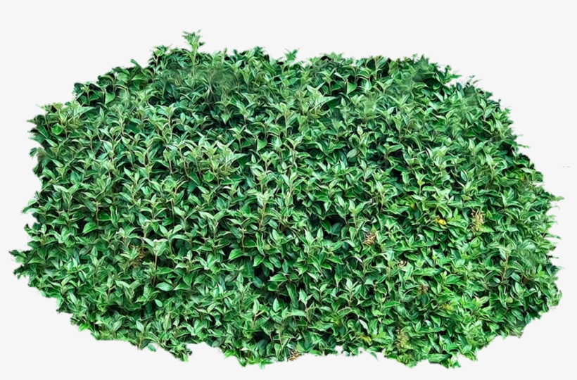Bush Png Image - Bushes Png, transparent png download