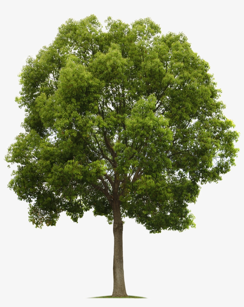 Hackberry Tree, Watercolor Trees, Watercolor Landscape, - Tree Png High Quality, transparent png download