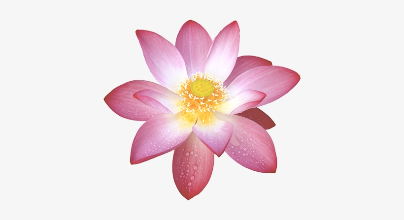 Nam Myoho Renge Kyo - Sacred Lotus, transparent png download