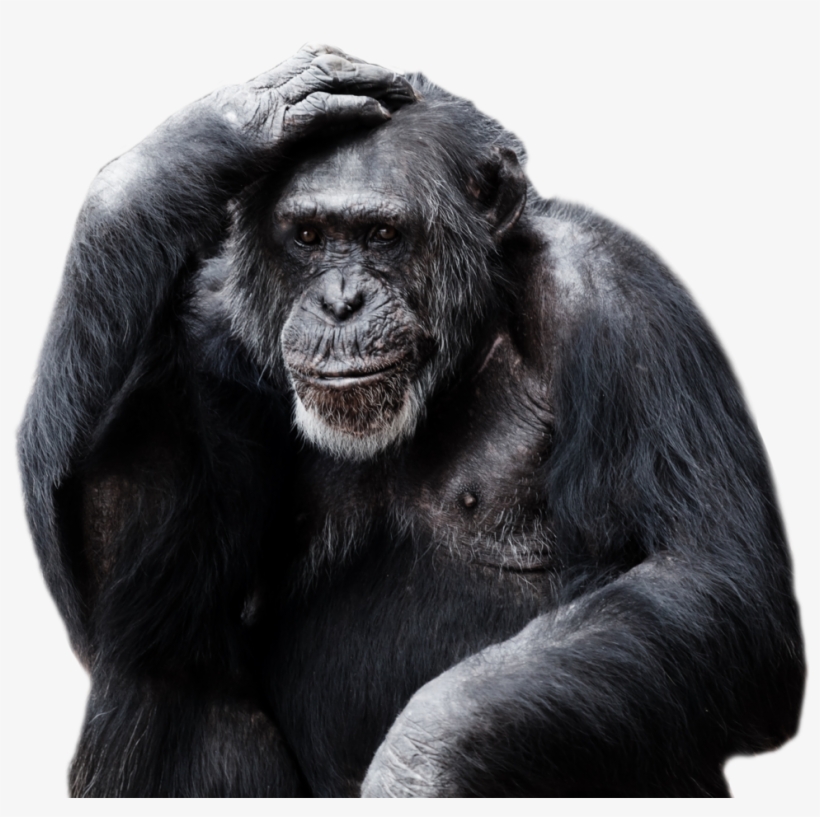 Download Amazing High-quality Latest Png Images Transparent - Gorilla Png, transparent png download