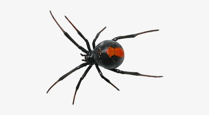 Spider Png Svg Royalty Free Library - Spider Png, transparent png download