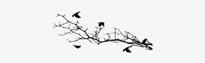 Bird Silhouettes On A Branch - Bird, transparent png download