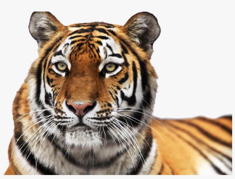 Download - Colchester Zoo, transparent png download