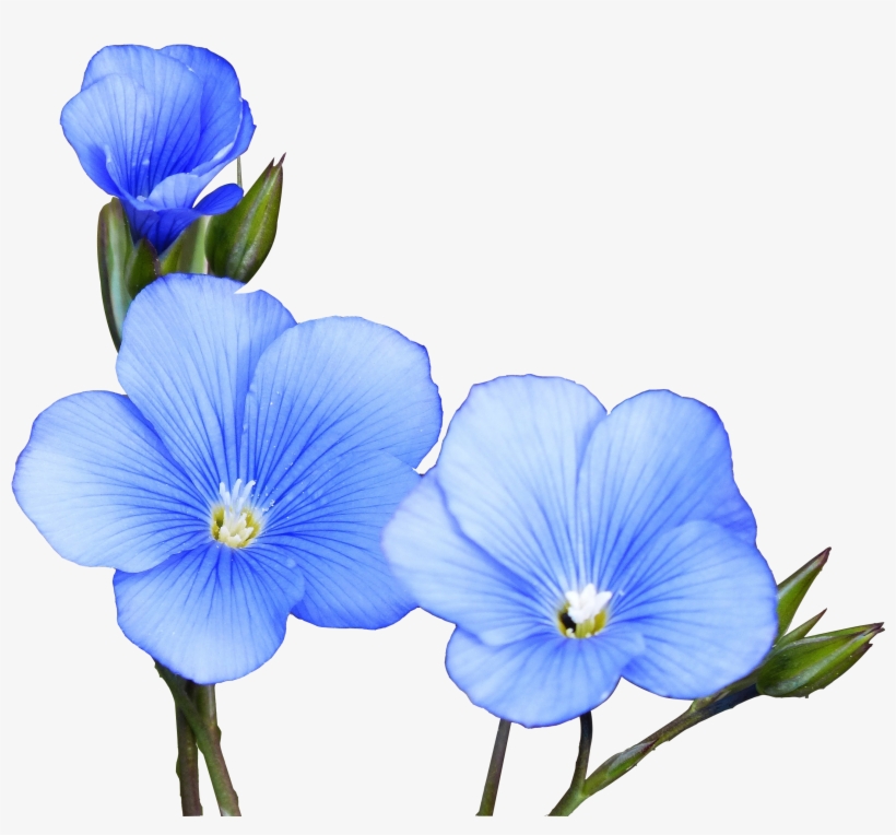 Watercolor Painting Hand Painted - Flor De Lino Png, transparent png download