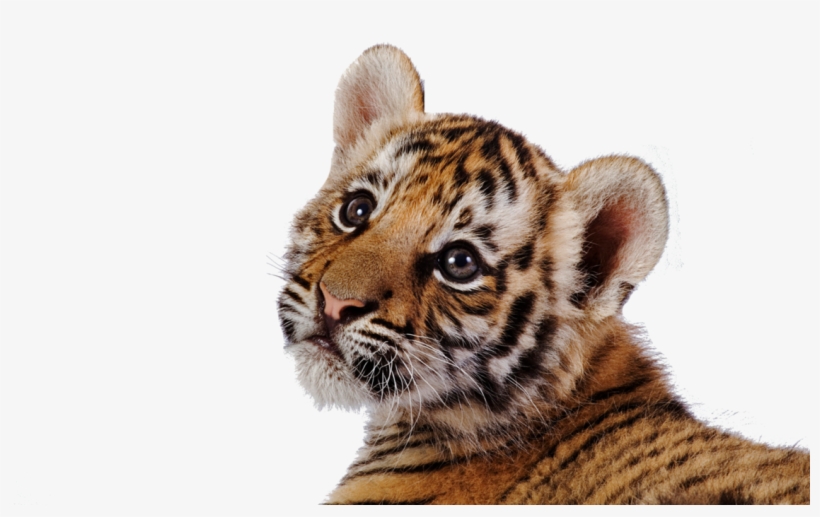 Tiger Transparent, transparent png download