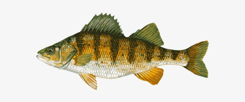 Great Clip Art Of Freshwater Fish - Freshwater Perch, transparent png download