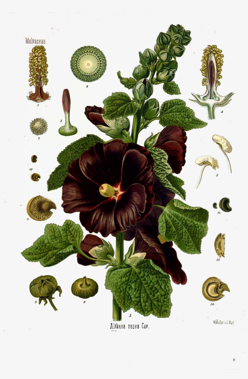 Black Hollyhock Is Shown Here In Full Anatomical Detail - Althaea Rosea Cav, transparent png download