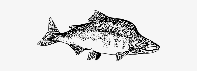 Line Art Pink Salmon Computer Icons Fish - Fish Clip Art, transparent png download