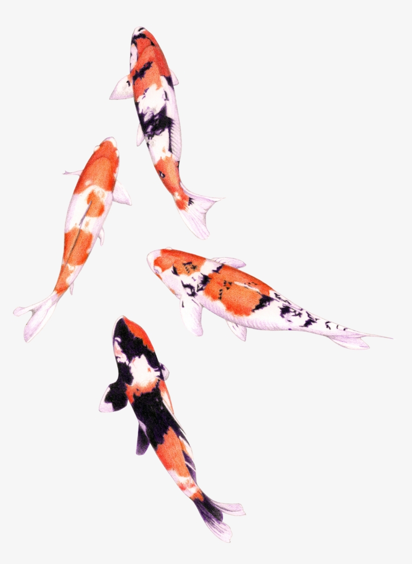 Photo - Koi Fish Color Pencil, transparent png download