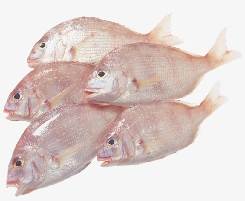 Fish Silhouette - صور مقصوصه اسماك ومأكولات بحريه, transparent png download