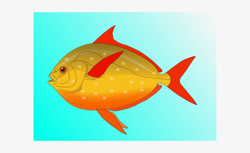 Colorful Fish In - Animals Can Swim Water, transparent png download