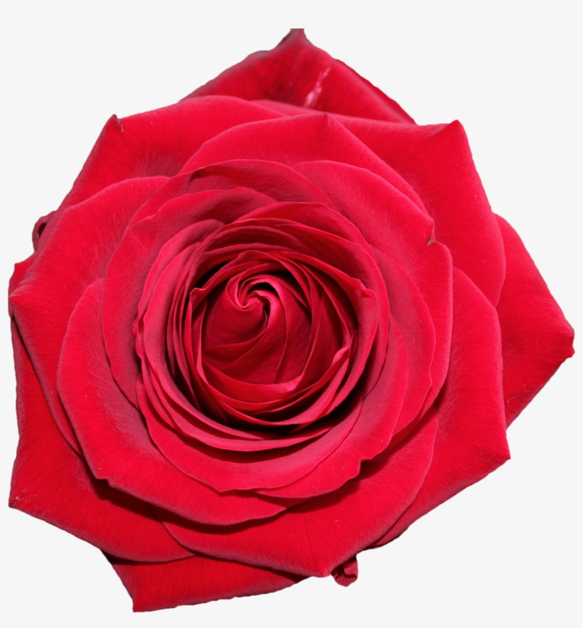 Mother's Day Png, transparent png download