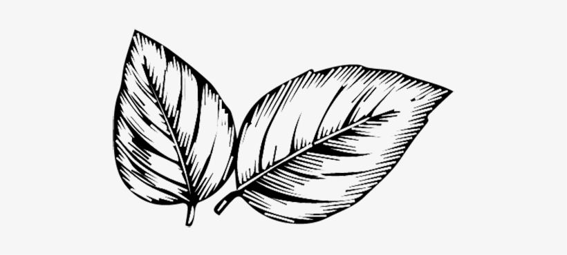 Black And White Png Images - Leaves Line Art Png, transparent png download
