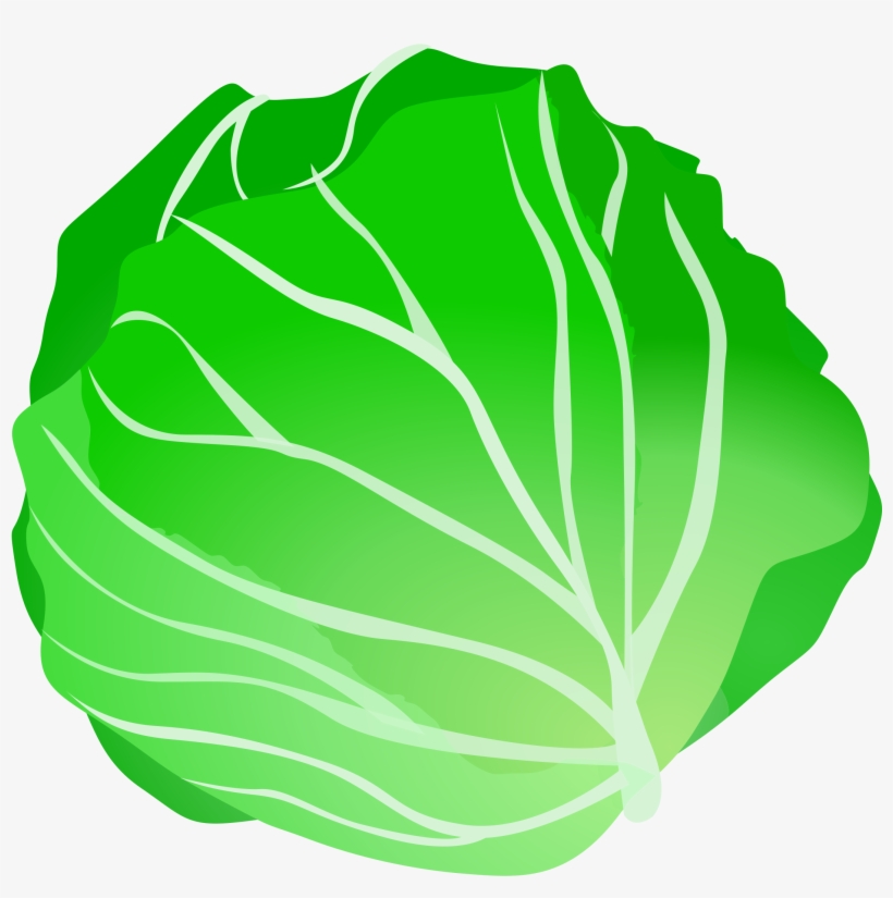Lettuce Clipart - Cabbage Clipart, transparent png download