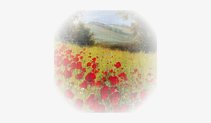 Coquelicot Paysage Poppy Flower Landscape - Common Poppy, transparent png download