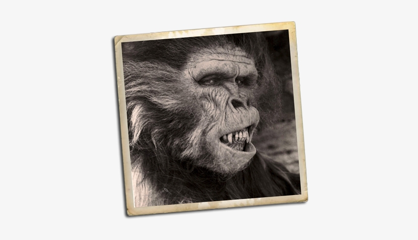 A Theme Park In Southern Japan Called Mitsui Greenland - Mountain Gorilla, transparent png download