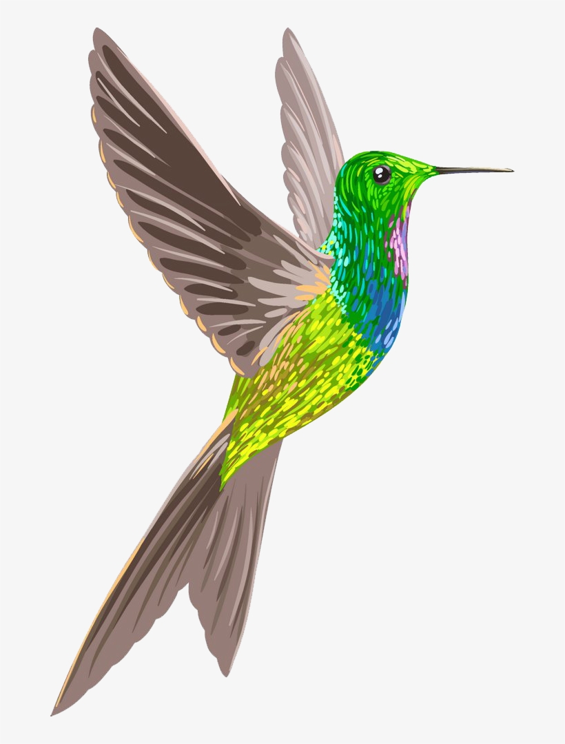 Bird, transparent png download