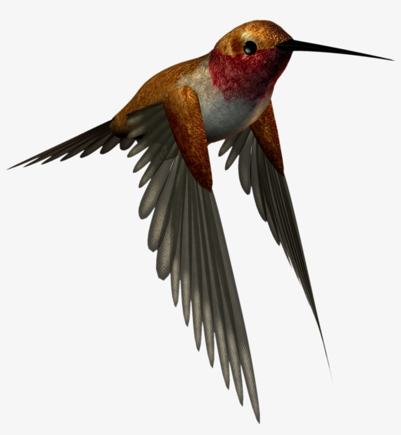 Free Hummingbird Clipart - High Resolution Png Images Free Download, transparent png download