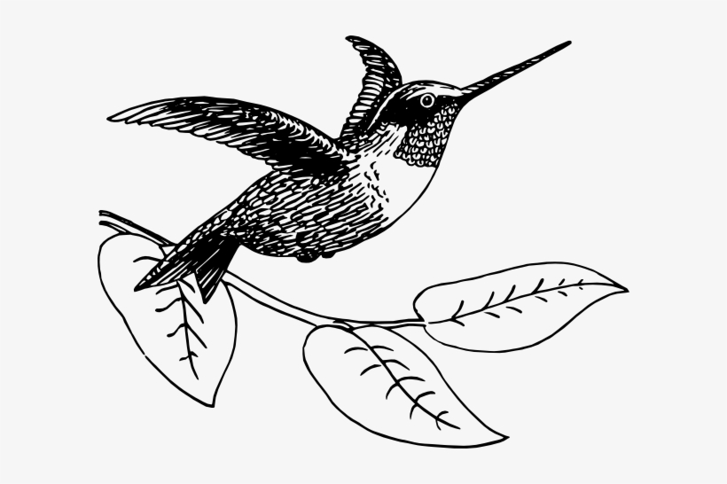 How To Set Use Hummingbird Carrying Vine Svg Vector, transparent png download