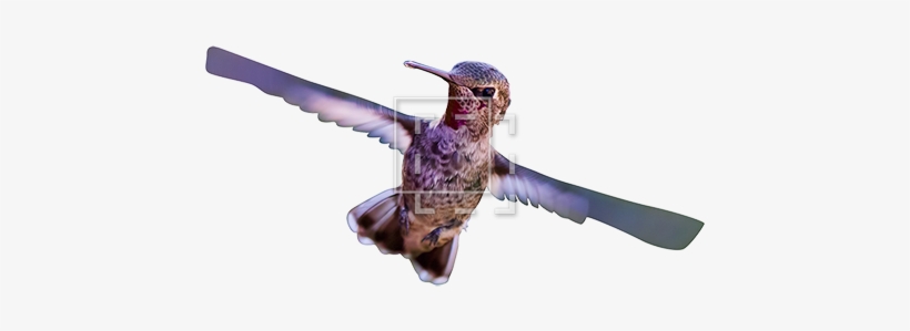 Hummingbird, transparent png download