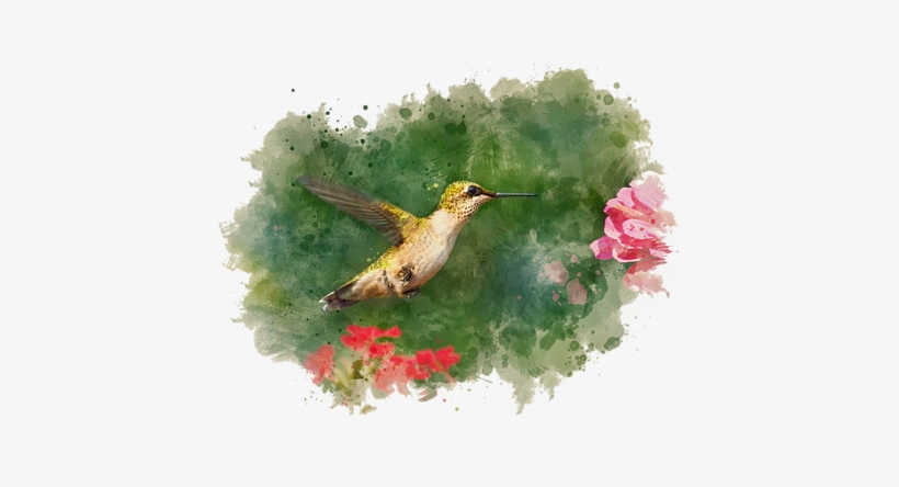 Click And Drag To Re-position The Image, If Desired - Ruby Throated Hummingbird - Watercolor Painting - Blank, transparent png download