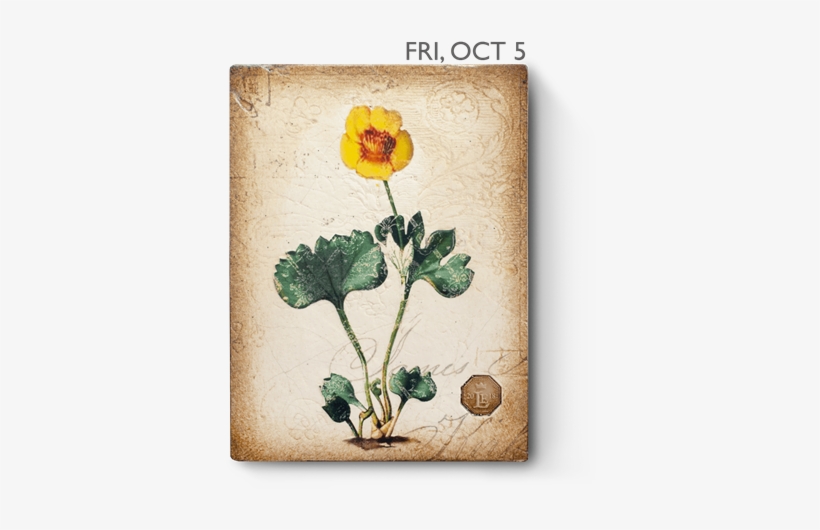 Le18-05 - Design, transparent png download