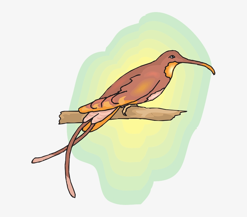 Brown, Sun, Sky, Bird, Branch, Wings, Hummingbird - Colourful Birds On Branches Images Png, transparent png download
