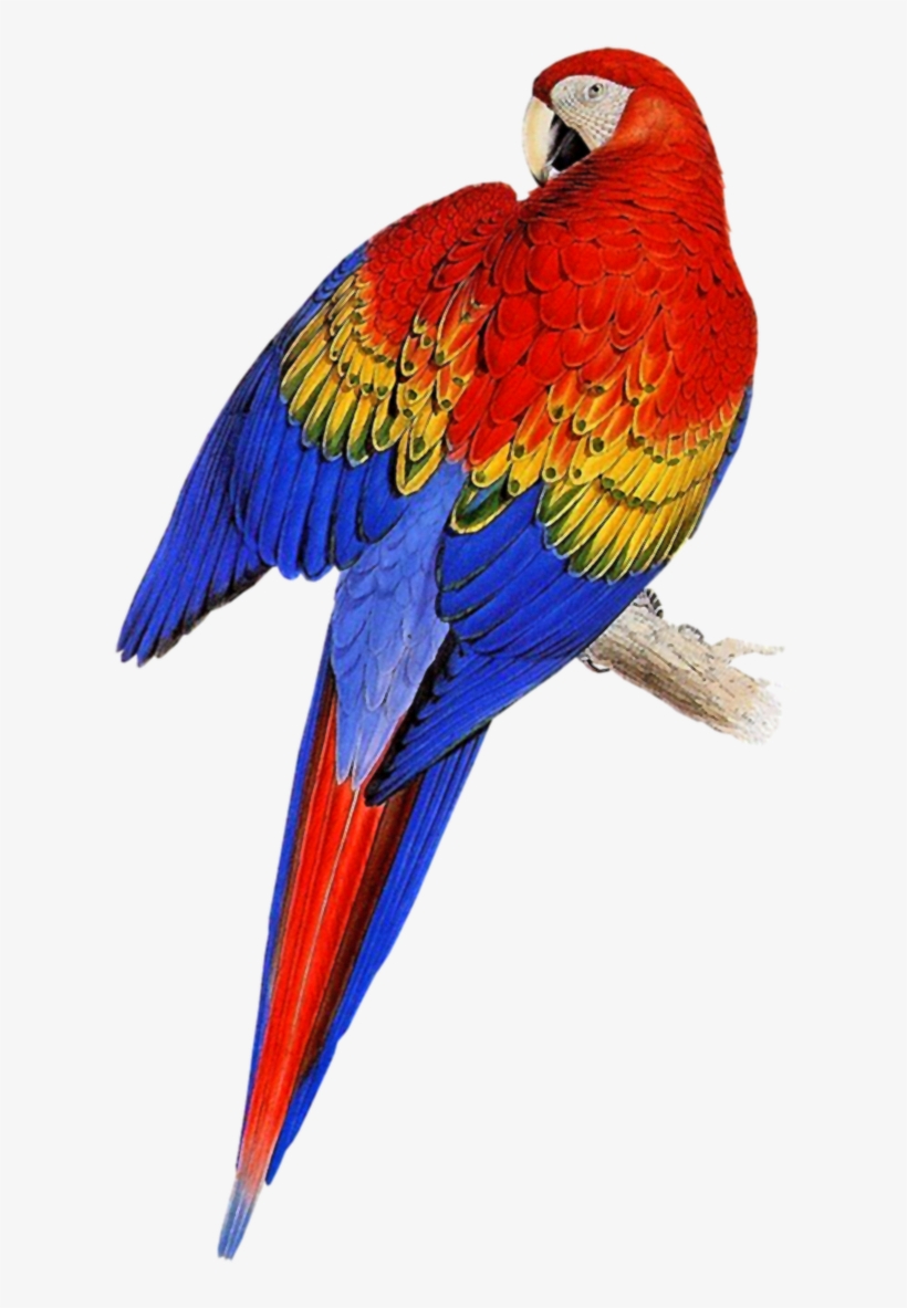 E70f238c7cde - Birds By Jonathan Elphick, transparent png download