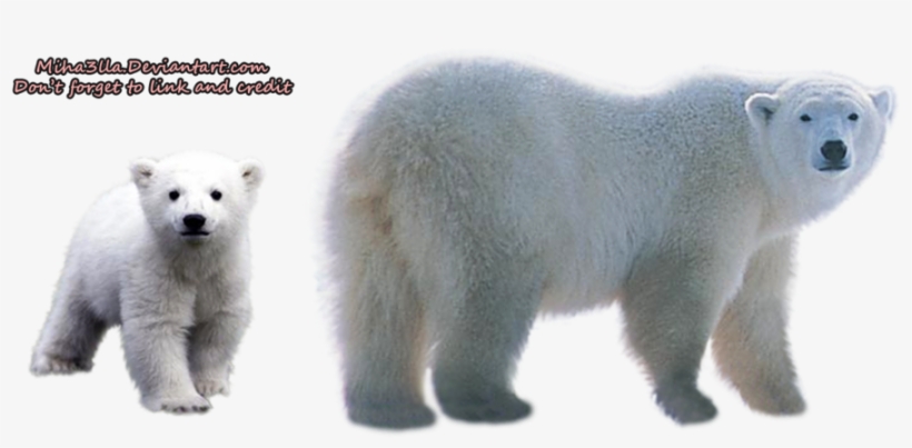 Polar Bear Transparent Background - Transparent Background Polar Bear Png, transparent png download