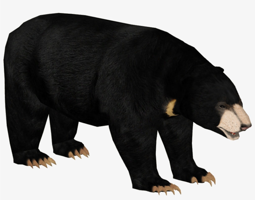Malayan Bear - Zt2 Sloth Bear, transparent png download